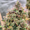 thumb of Permanent Marker Feminized by WeedSeedsExpress grown by Dabking
